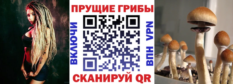 Псилоцибиновые грибы прущие грибы  продажа наркотиков  Черняховск 